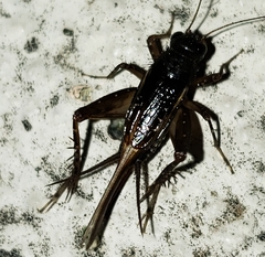 Neonemobius cubensis