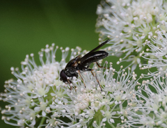 Cheilosia scutellata