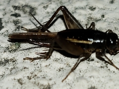 Neonemobius cubensis