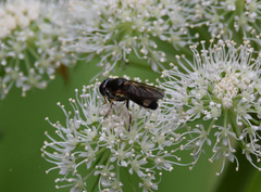 Cheilosia scutellata