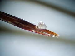 Neonemobius cubensis