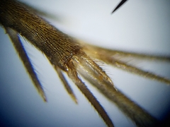 Neonemobius cubensis