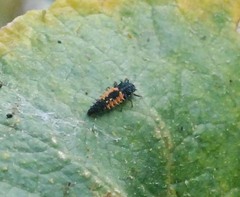 Harmonia axyridis