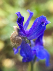 Delphinium sutherlandii