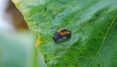 Harmonia axyridis
