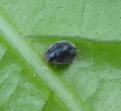 Coccinellidae