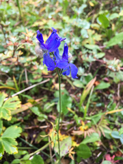 Delphinium sutherlandii