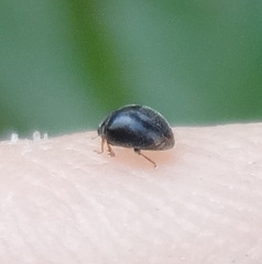 Coccinellidae