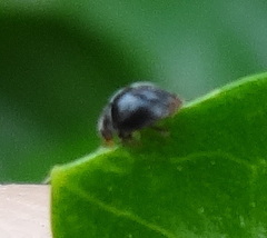 Coccinellidae