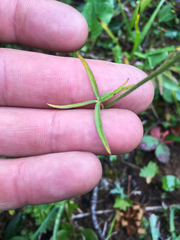 Delphinium sutherlandii