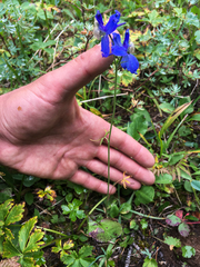 Delphinium sutherlandii