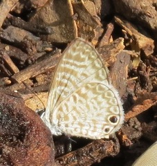 Leptotes