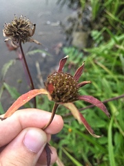 Bidens