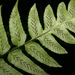 Athyriaceae - Photo (c) Tony Rodd,  זכויות יוצרים חלקיות (CC BY-NC-SA)