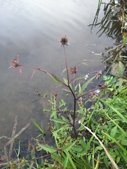 Bidens