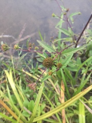 Bidens