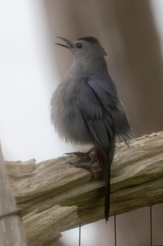 Gray Catbird photographed in Vermont