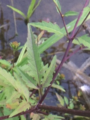 Bidens