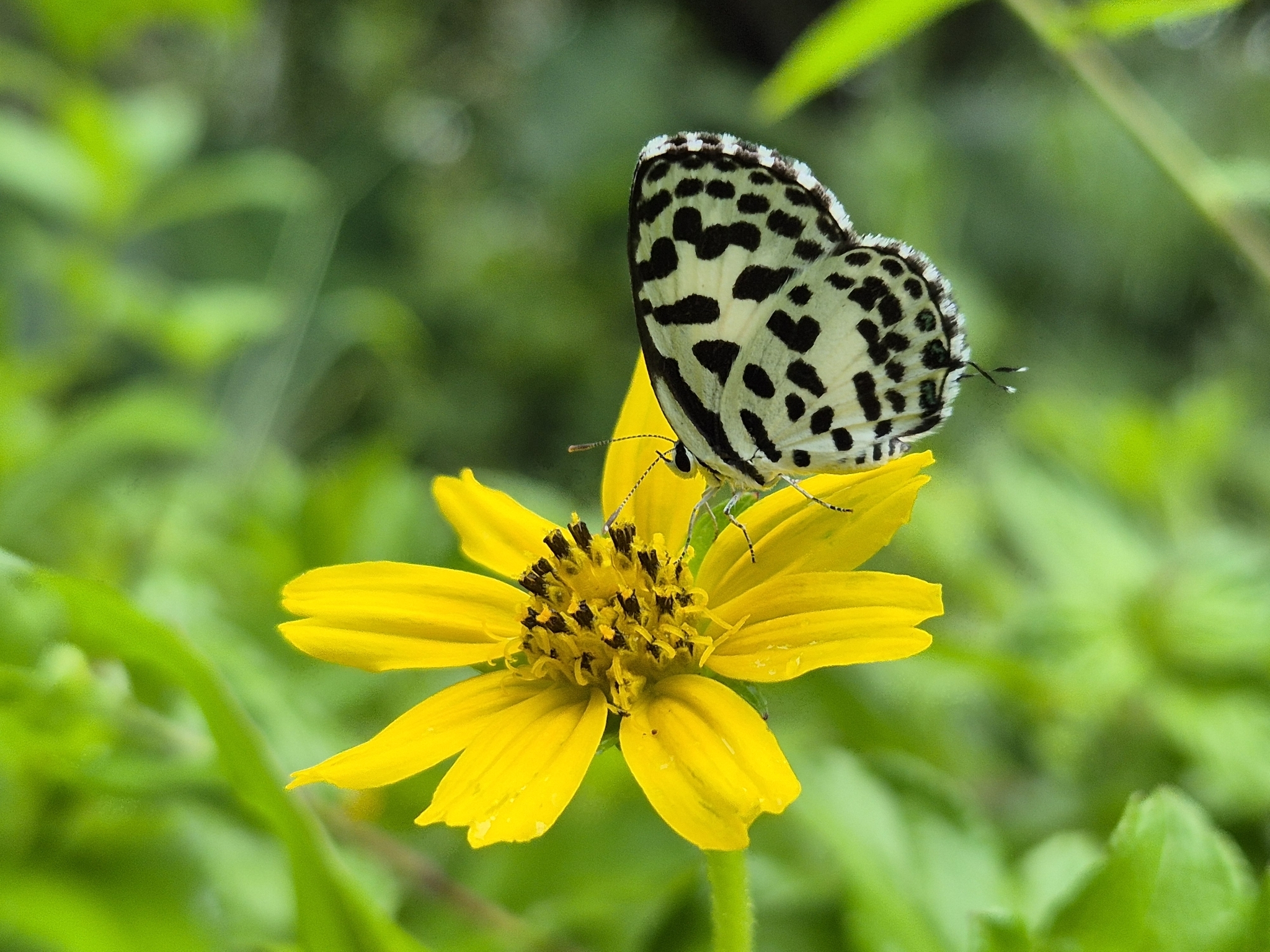 Common Pierrot