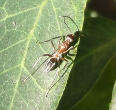 Formicidae