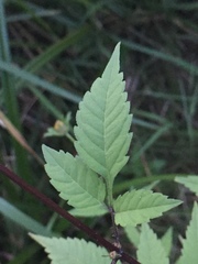Bidens frondosa