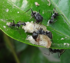 Camponotus cinctellus