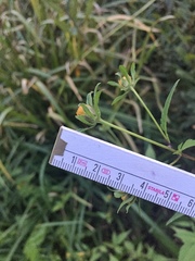 Bidens frondosa