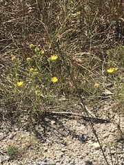 Grindelia lanceolata