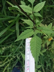 Bidens frondosa