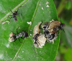 Camponotus cinctellus