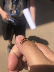 Chauliognathus basalis