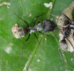 Camponotus cinctellus