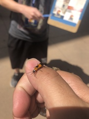 Chauliognathus basalis