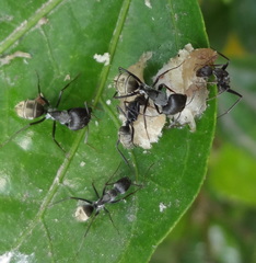 Camponotus cinctellus