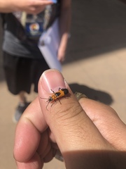 Chauliognathus basalis