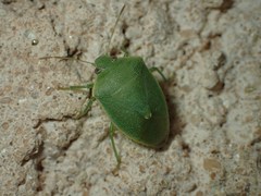 Acrosternum millierei