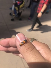 Chauliognathus basalis