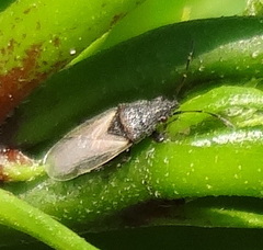 Oxycarenus