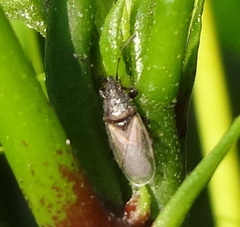Oxycarenus