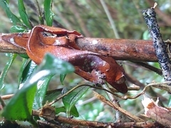 Uroplatus phantasticus