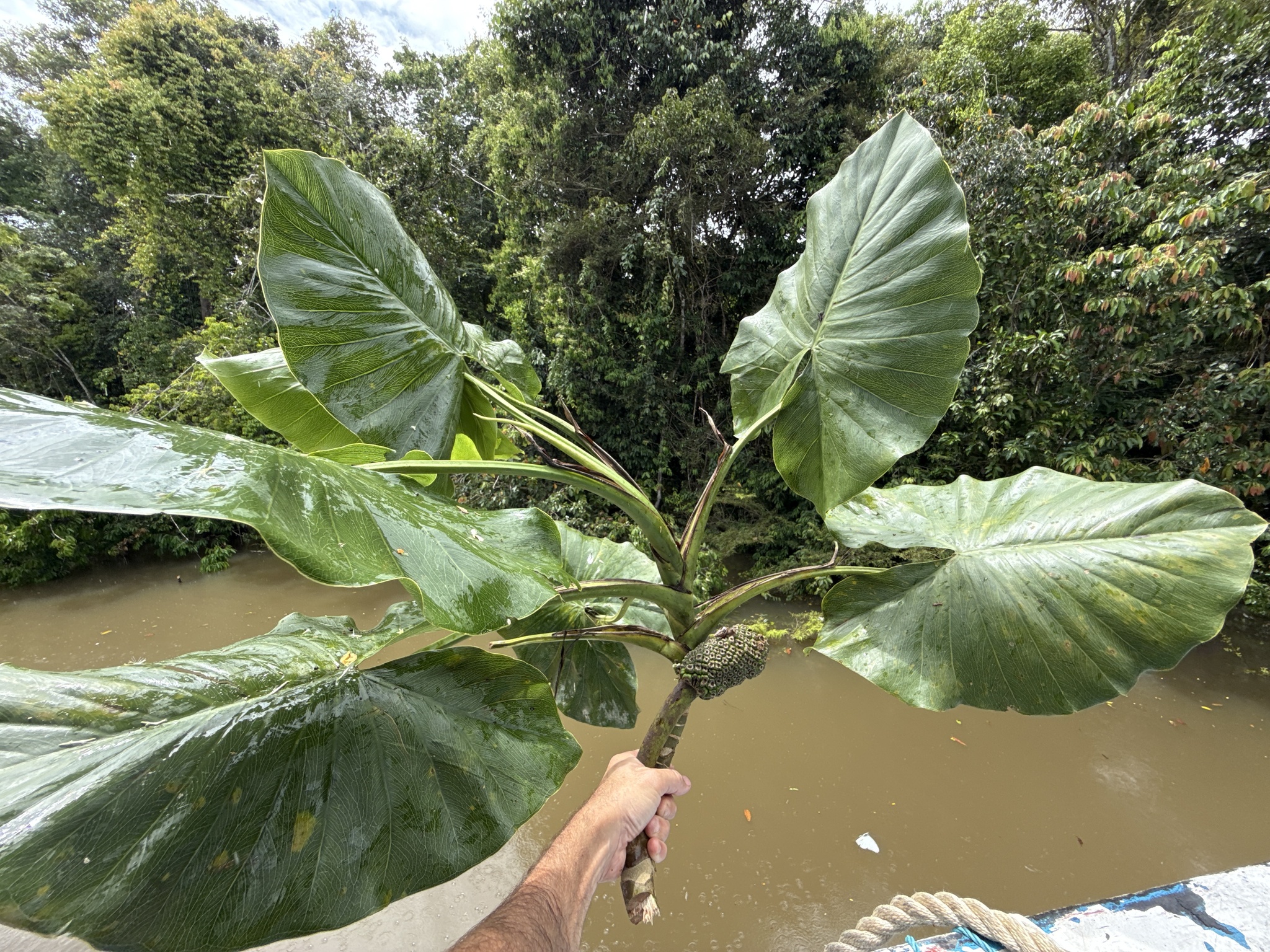 Montrichardia linifera