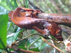 Uroplatus phantasticus