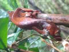 Uroplatus phantasticus