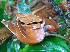 Uroplatus phantasticus
