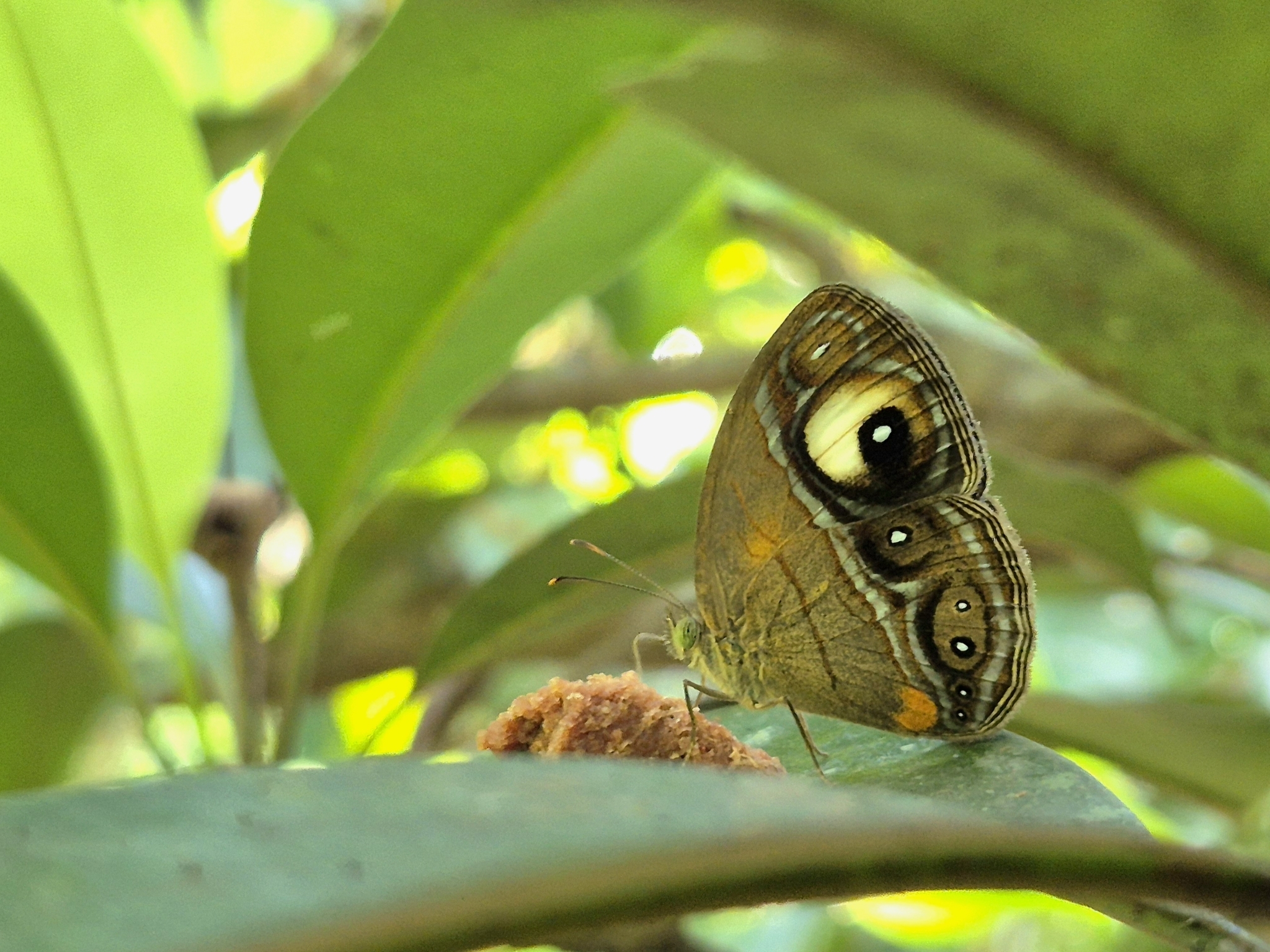 Malabar Glad-Eye Bushbrown