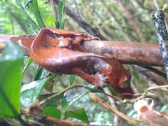 Uroplatus phantasticus