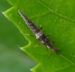Neuroptera