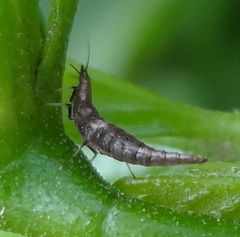 Neuroptera