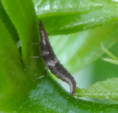 Neuroptera