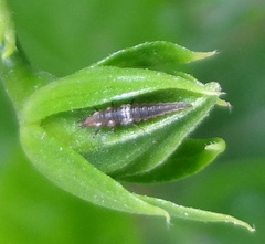 Neuroptera